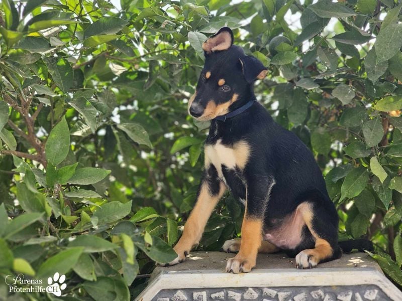 Texas (Huskymischling) ist ein fröhlicher Jungspund