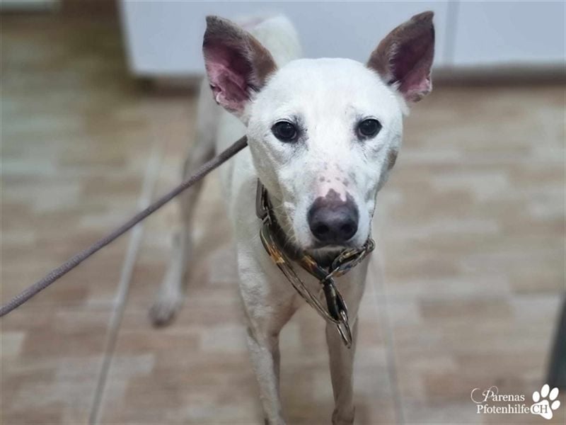 Polux mag die Menschen sehr ;  er ist ausgeglichen und fröhlich