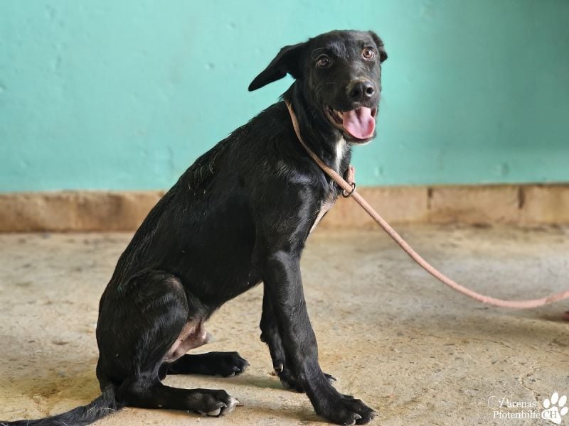Henry ist ein fröhlicher MIschlingsrüde, der sofort die Herzen berührt