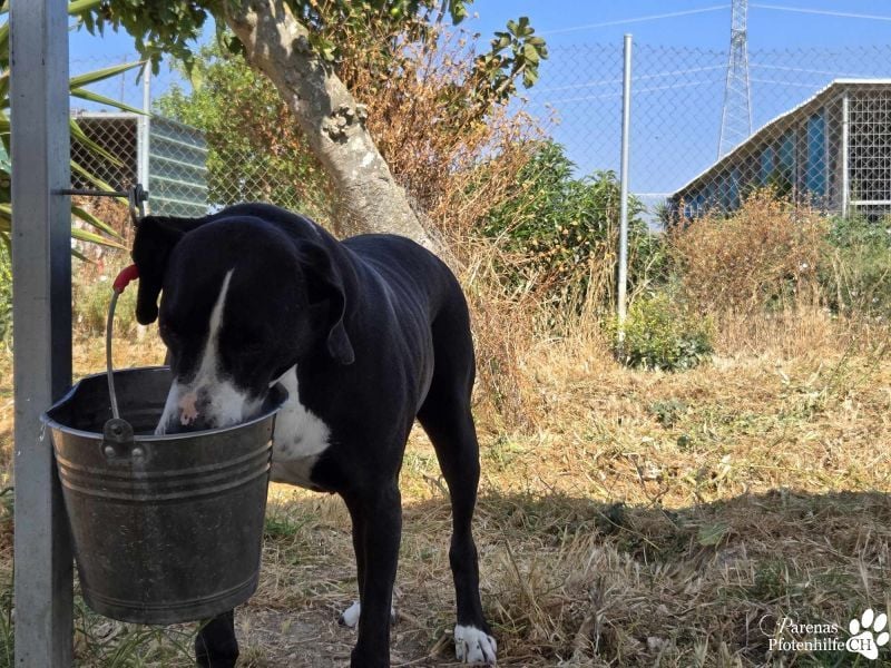 Summit ist ein sehr fröhlicher Kerl mit viel Charme