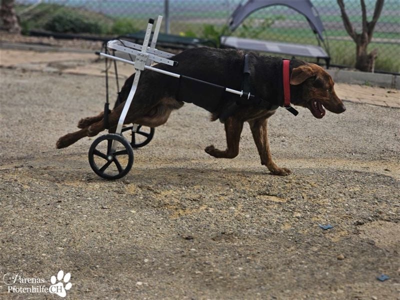 Carlitos ist ein rundum fröhlicher und ausgeglichener Labradormischling ( Handicap)