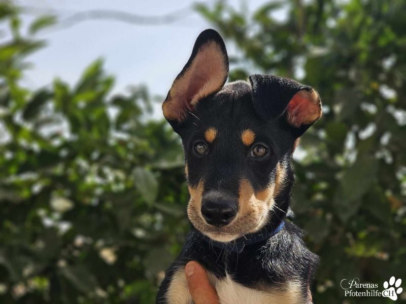 Texas (Huskymischling) ist ein fröhlicher Jungspund