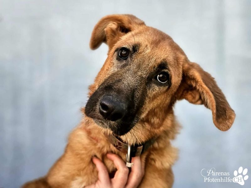 Havana, anfangs unterwürfig, ist sehr anhänglich und verschmust