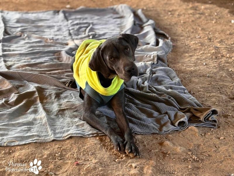 Yogi ist sehr anhänglich und verschmust, er möchte dem Menschen gefallen