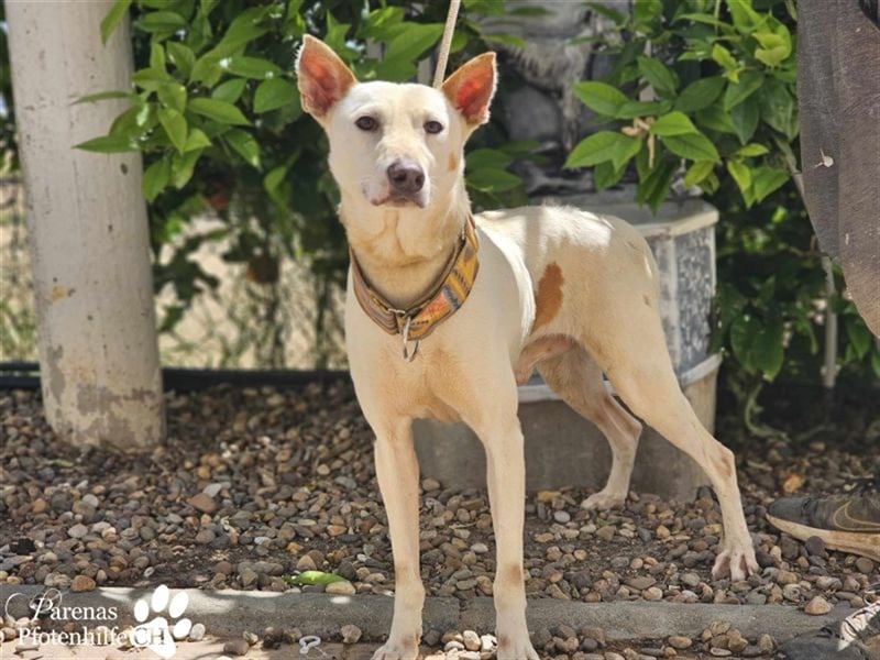Polux mag die Menschen sehr ;  er ist ausgeglichen und fröhlich