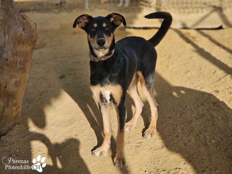 Timon ist fröhlich, verspielt, gut sozialisiert und verschmust (Huskymischling)