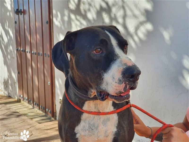 Summit ist ein sehr fröhlicher Kerl mit viel Charme