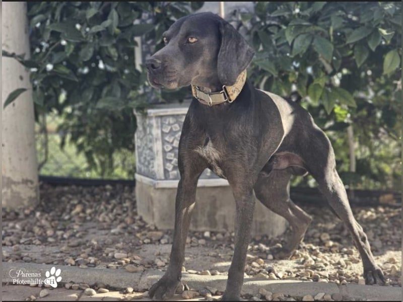 Yogi ist sehr anhänglich und verschmust, er möchte dem Menschen gefallen