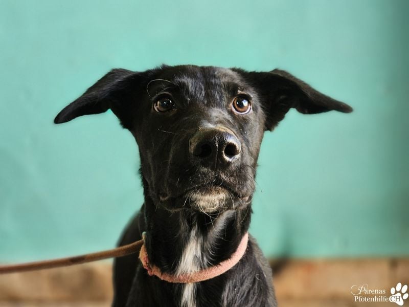 Henry ist ein fröhlicher MIschlingsrüde, der sofort die Herzen berührt