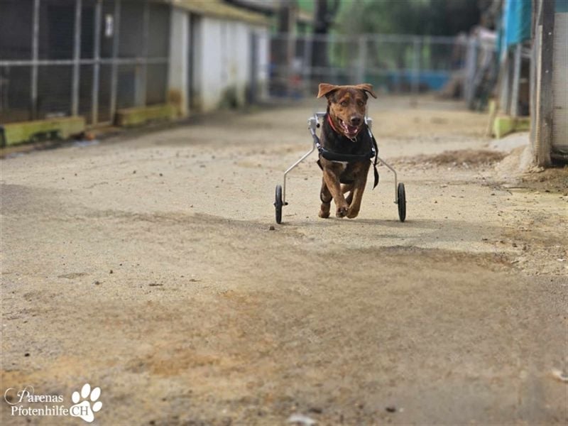 Carlitos ist ein rundum fröhlicher und ausgeglichener Labradormischling ( Handicap)