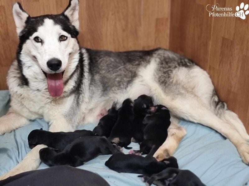Timon ist fröhlich, verspielt, gut sozialisiert und verschmust (Huskymischling)