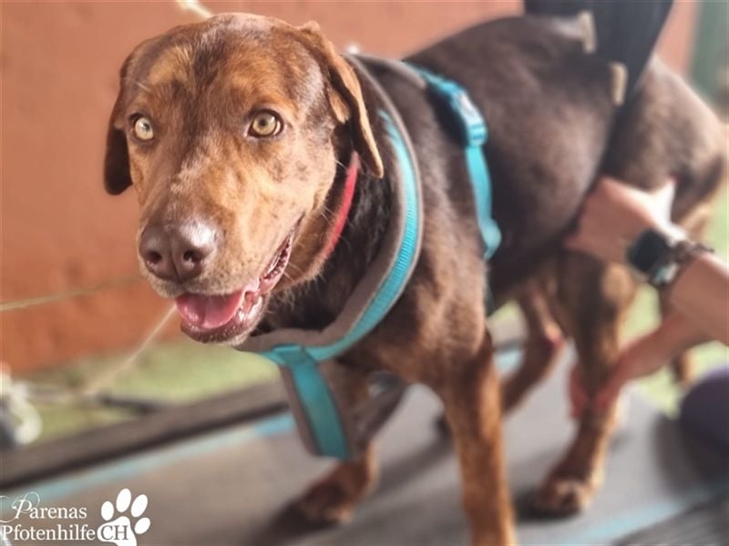 Carlitos ist ein rundum fröhlicher und ausgeglichener Labradormischling ( Handicap)