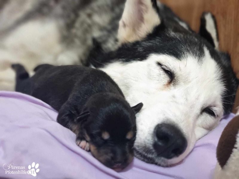 Timon ist fröhlich, verspielt, gut sozialisiert und verschmust (Huskymischling)