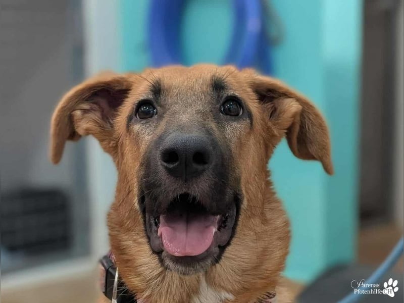 Havana, anfangs unterwürfig, ist sehr anhänglich und verschmust