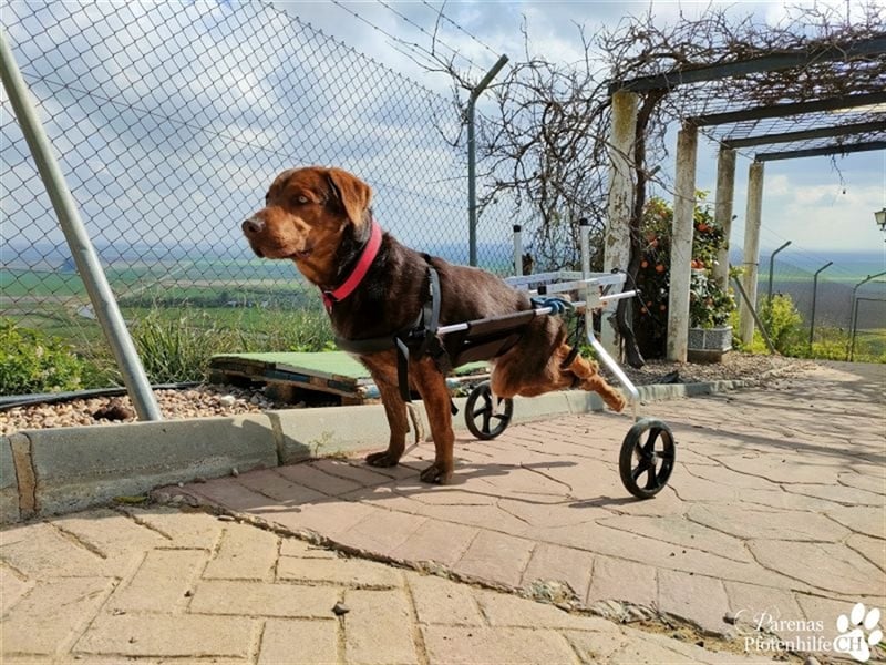 Carlitos ist ein rundum fröhlicher und ausgeglichener Labradormischling ( Handicap)