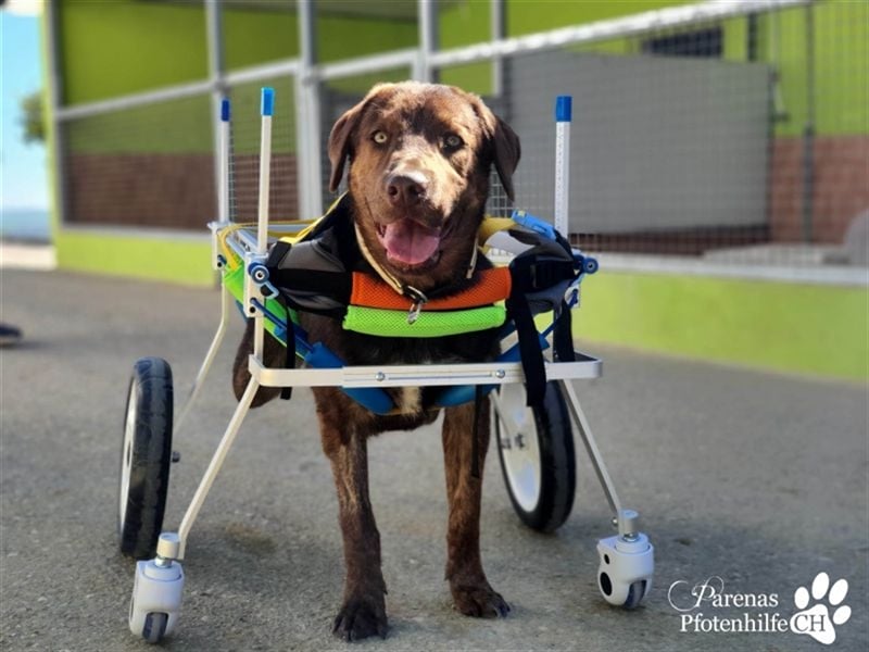 Carlitos ist ein rundum fröhlicher und ausgeglichener Labradormischling ( Handicap)