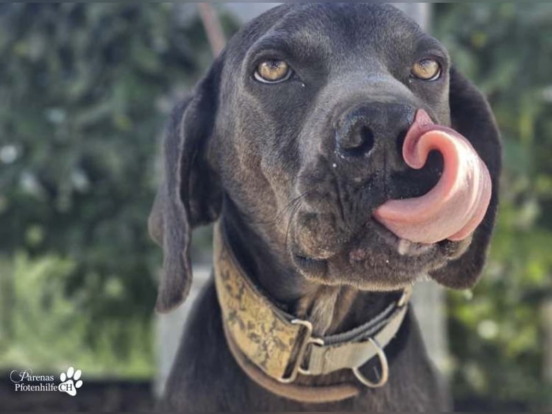 Yogi ist sehr anhänglich und verschmust, er möchte dem Menschen gefallen
