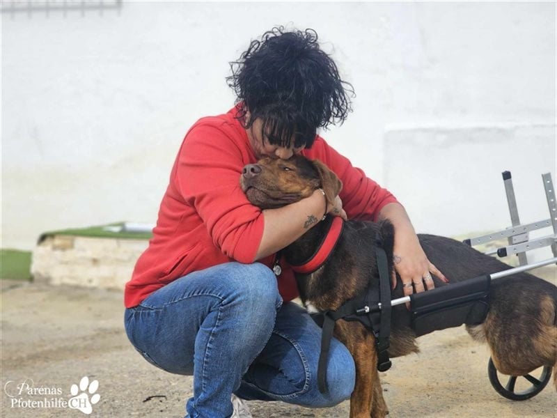Carlitos ist ein rundum fröhlicher und ausgeglichener Labradormischling ( Handicap)