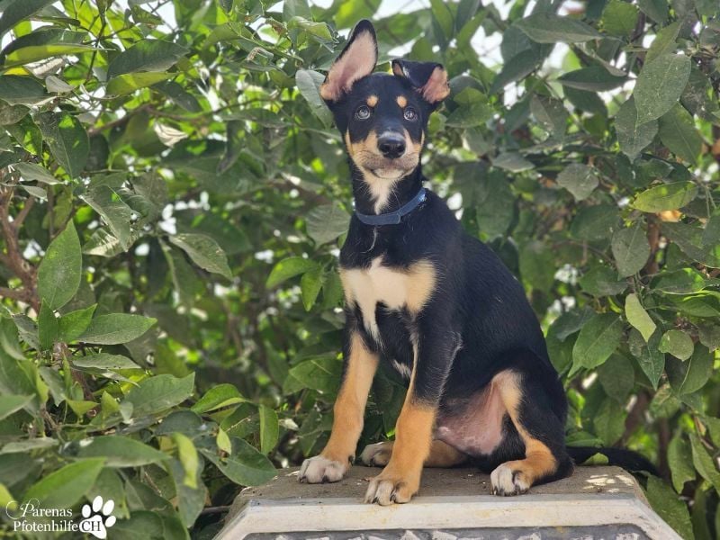 Texas (Huskymischling) ist ein fröhlicher Jungspund