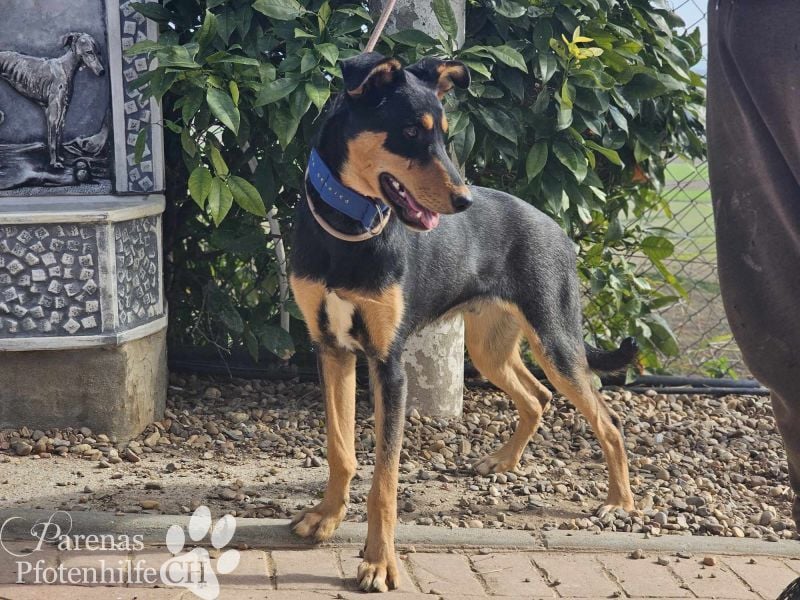 Timon ist fröhlich, verspielt, gut sozialisiert und verschmust (Huskymischling)