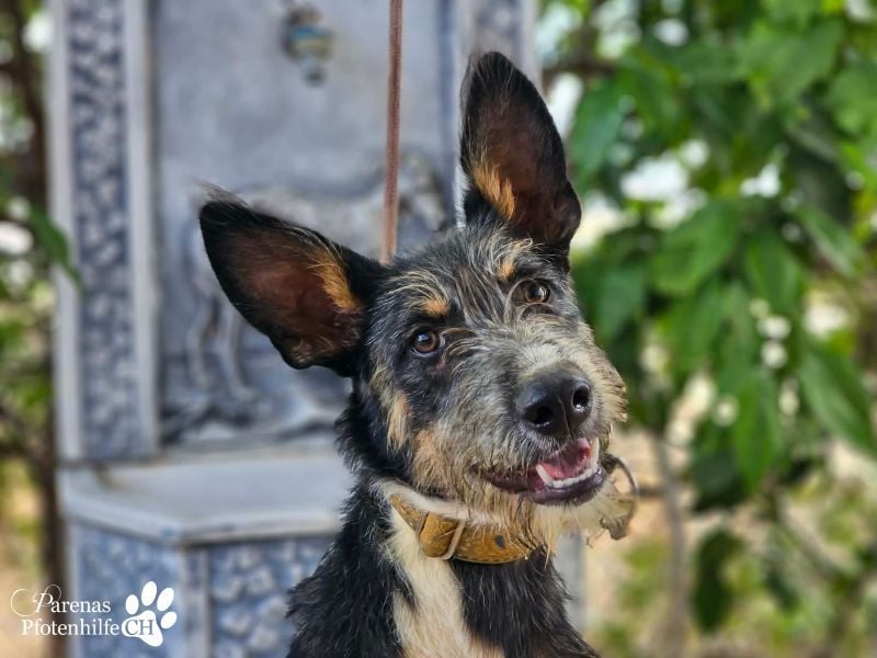 Usher hat ein fröhliches aufgeschlossenes Wesen, verschmust, Hundesport geeignet