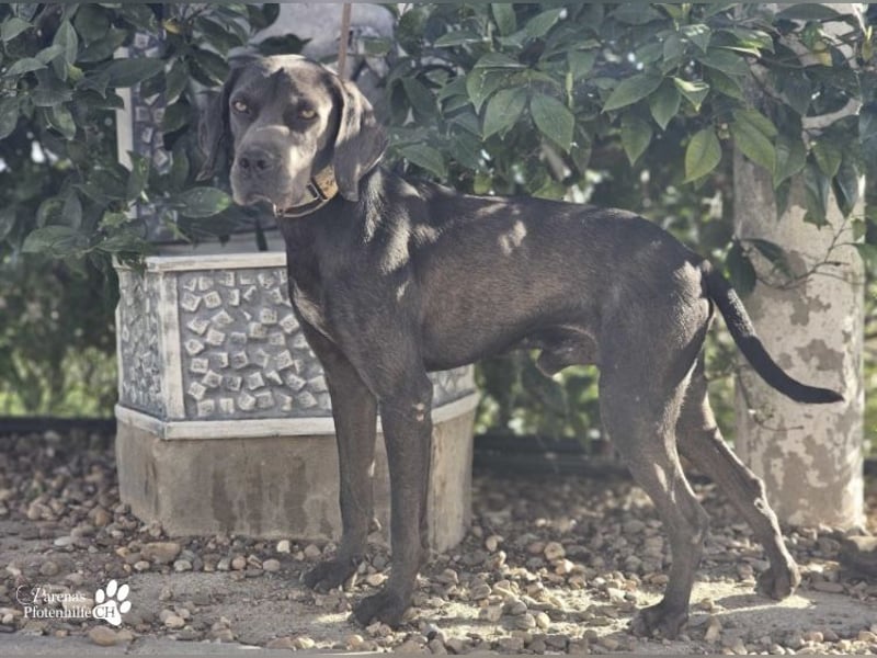 Yogi ist sehr anhänglich und verschmust, er möchte dem Menschen gefallen