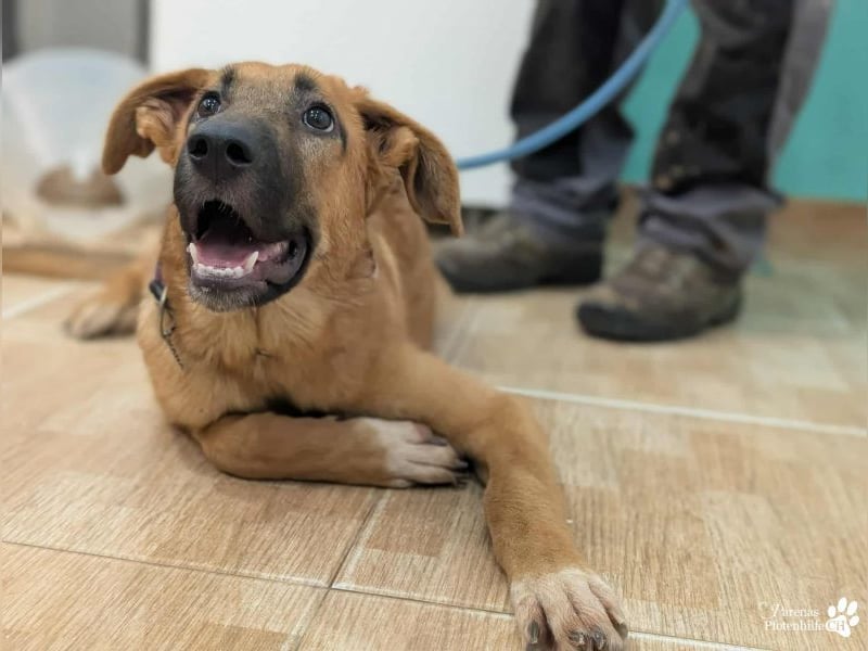 Havana, anfangs unterwürfig, ist sehr anhänglich und verschmust