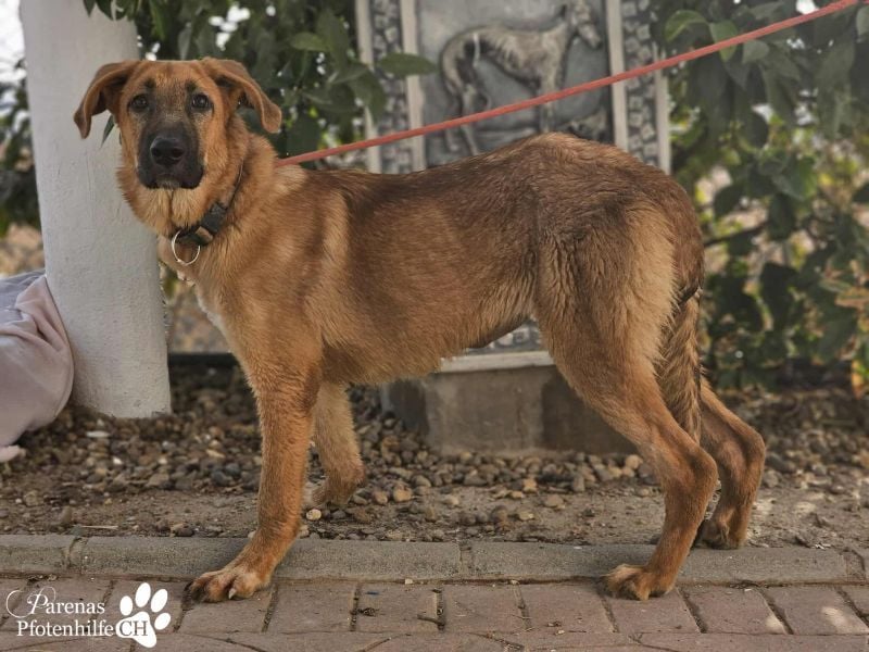 Havana, anfangs unterwürfig, ist sehr anhänglich und verschmust