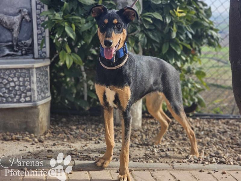 Timon ist fröhlich, verspielt, gut sozialisiert und verschmust (Huskymischling)