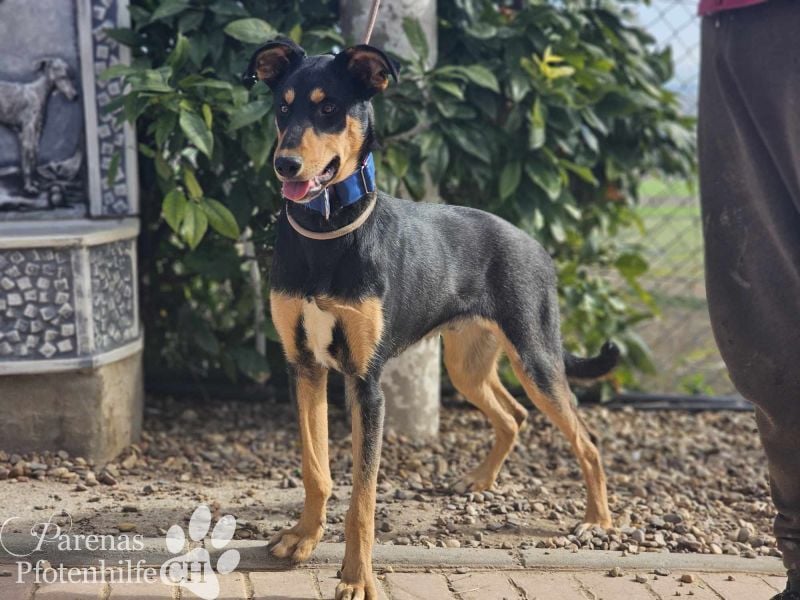 Timon ist fröhlich, verspielt, gut sozialisiert und verschmust (Huskymischling)