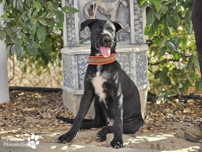 Henry ist ein fröhlicher MIschlingsrüde, der sofort die Herzen berührt