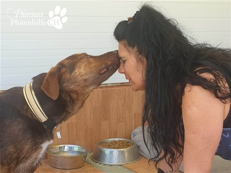 Carlitos ist ein rundum fröhlicher und ausgeglichener Labradormischling ( Handicap)