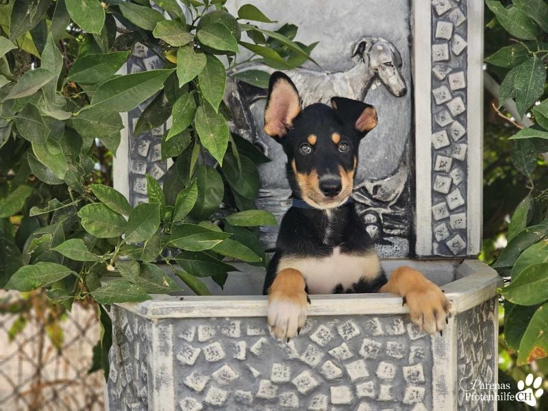 Texas (Huskymischling) ist ein fröhlicher Jungspund