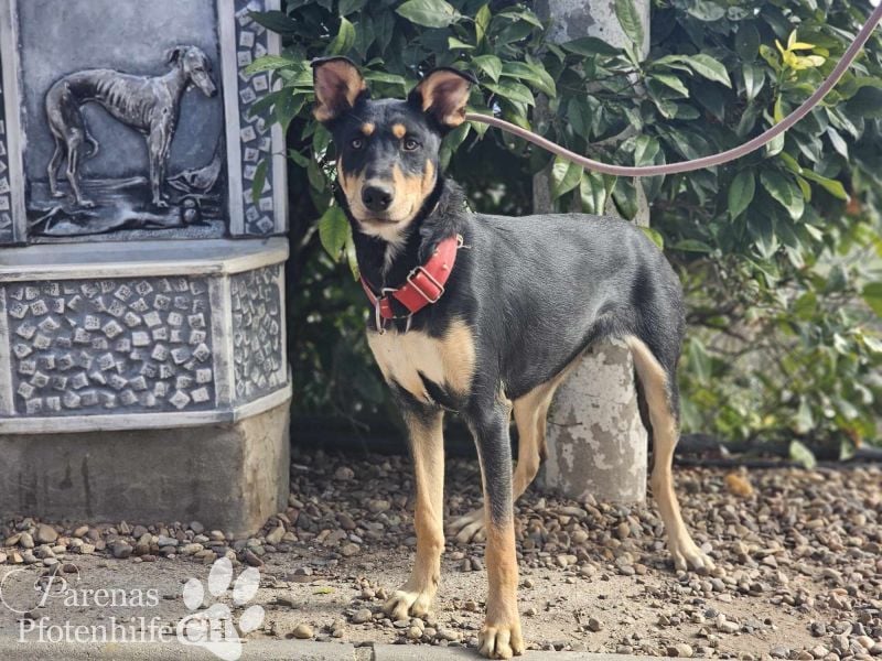 Texas (Huskymischling) ist ein fröhlicher Jungspund