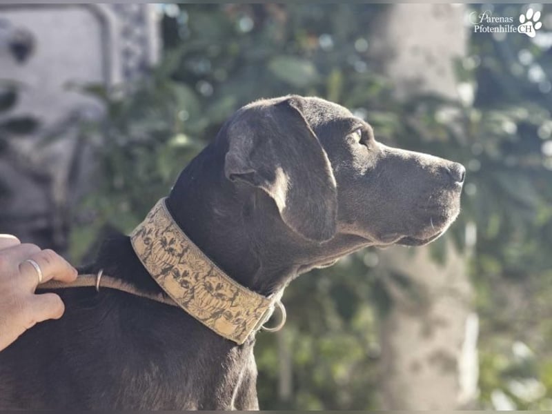 Yogi ist sehr anhänglich und verschmust, er möchte dem Menschen gefallen