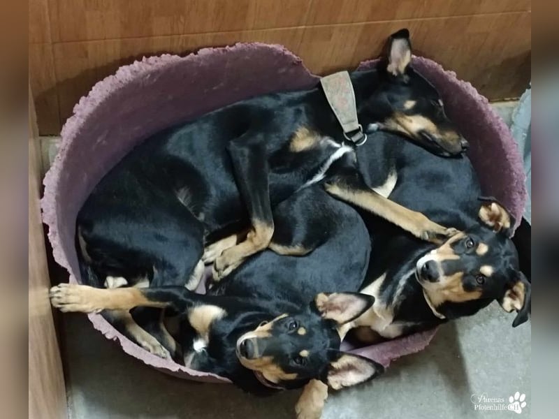 Texas (Huskymischling) ist ein fröhlicher Jungspund