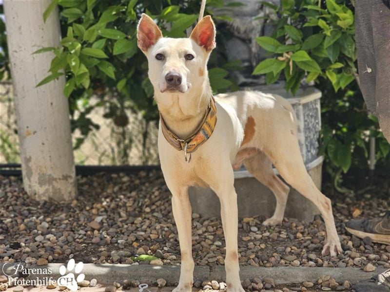 Polux mag die Menschen sehr ;  er ist ausgeglichen und fröhlich