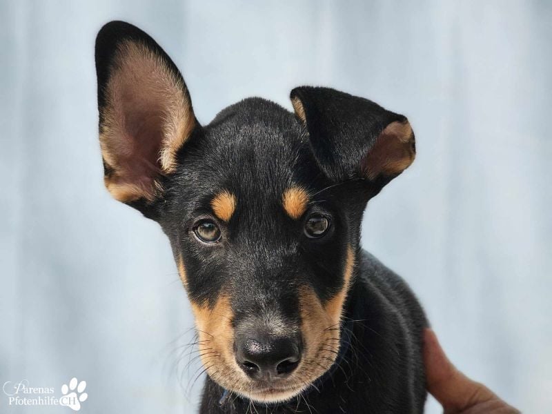 Texas (Huskymischling) ist ein fröhlicher Jungspund