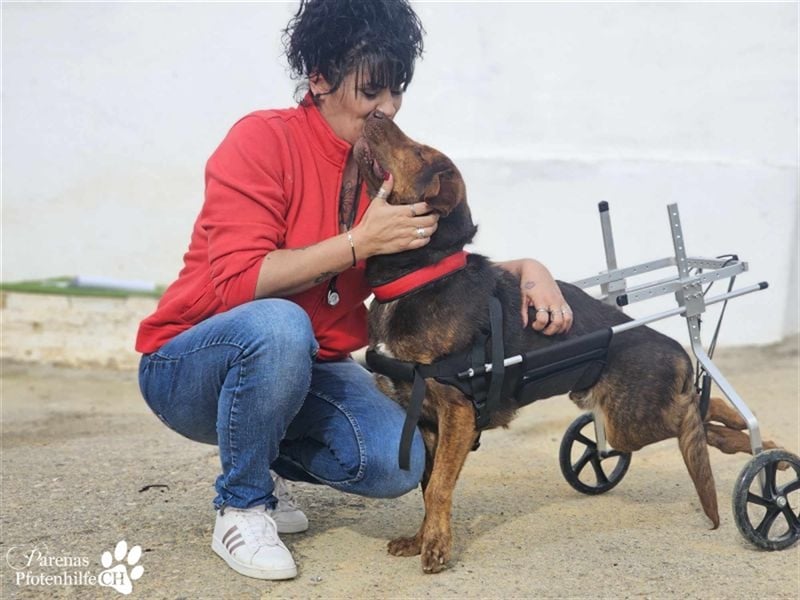 Carlitos ist ein rundum fröhlicher und ausgeglichener Labradormischling ( Handicap)