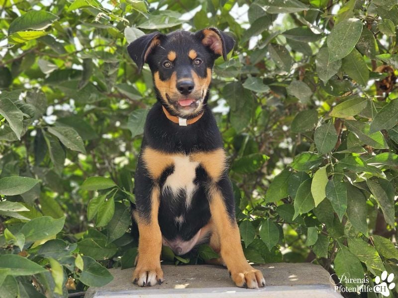 Timon ist fröhlich, verspielt, gut sozialisiert und verschmust (Huskymischling)