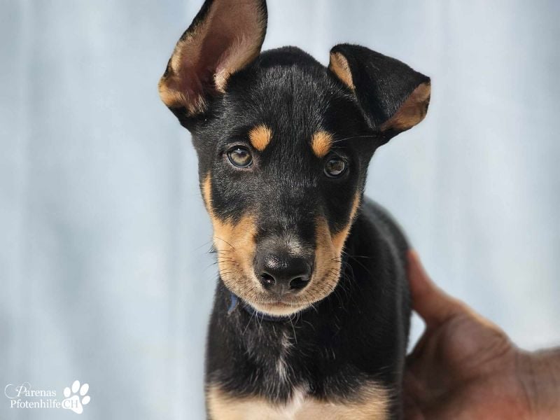 Texas (Huskymischling) ist ein fröhlicher Jungspund