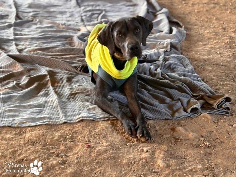 Yogi ist sehr anhänglich und verschmust, er möchte dem Menschen gefallen