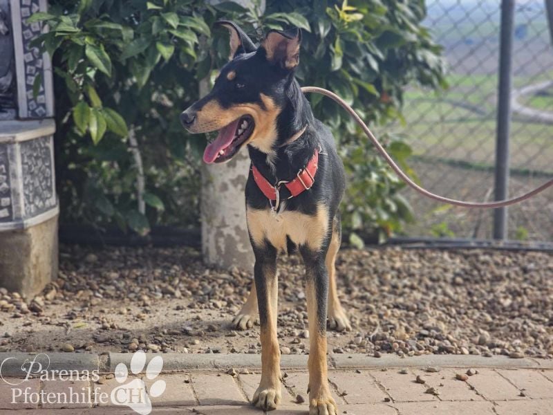 Texas (Huskymischling) ist ein fröhlicher Jungspund
