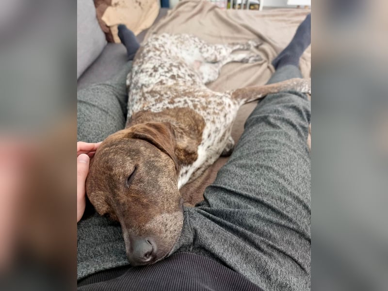 Stella hat schon viel dazu gelernt, wer gibt ihr ein Zuhause?