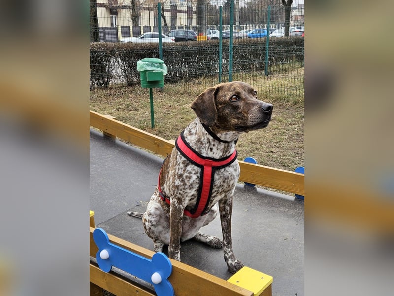 Stella hat schon viel dazu gelernt, wer gibt ihr ein Zuhause?