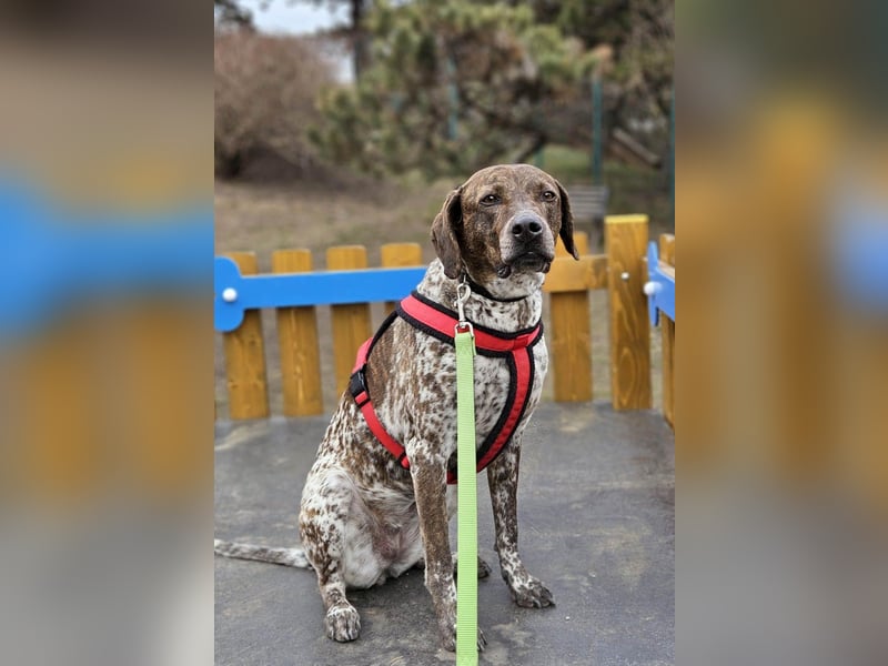 Stella hat schon viel dazu gelernt, wer gibt ihr ein Zuhause?