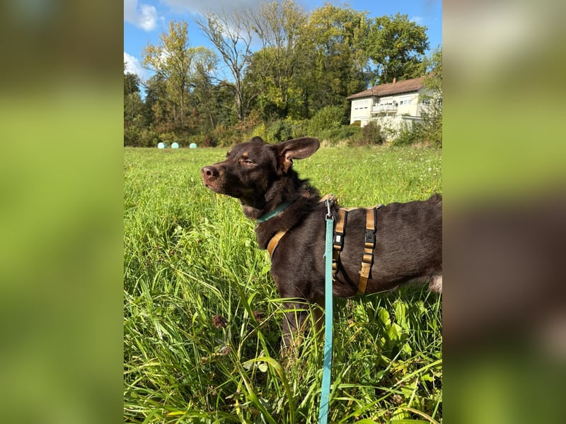 Pflege- oder Endstelle für aktiven Junghund COCO gesucht