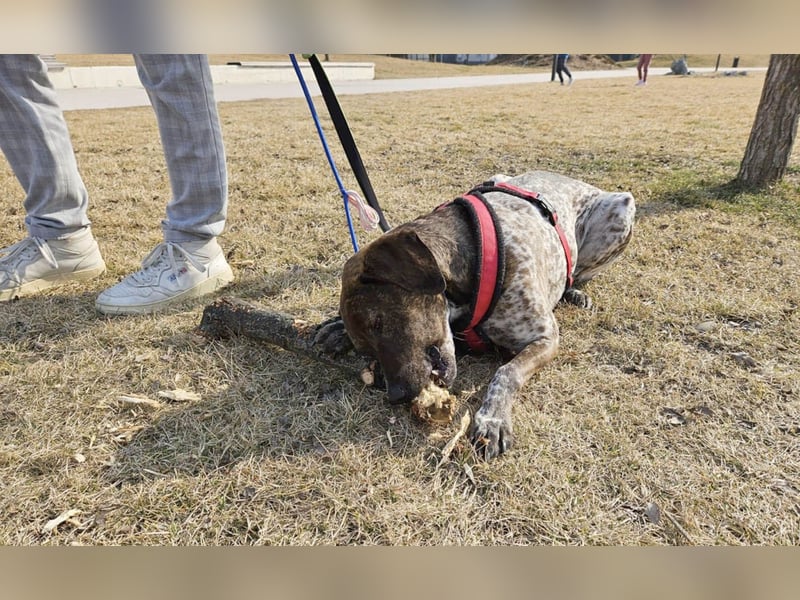 Stella hat schon viel dazu gelernt, wer gibt ihr ein Zuhause?