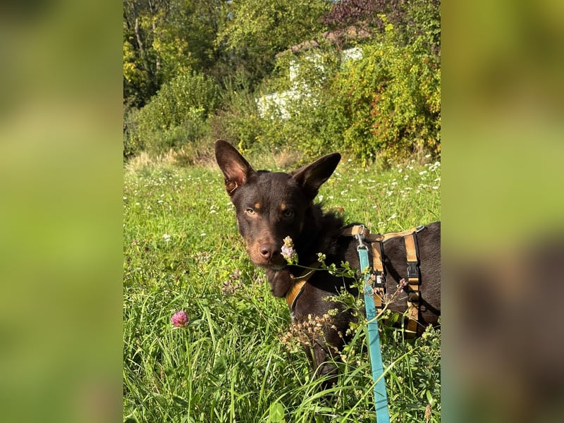 Katzenverträglicher COCO sucht Pflege- oder Endstelle