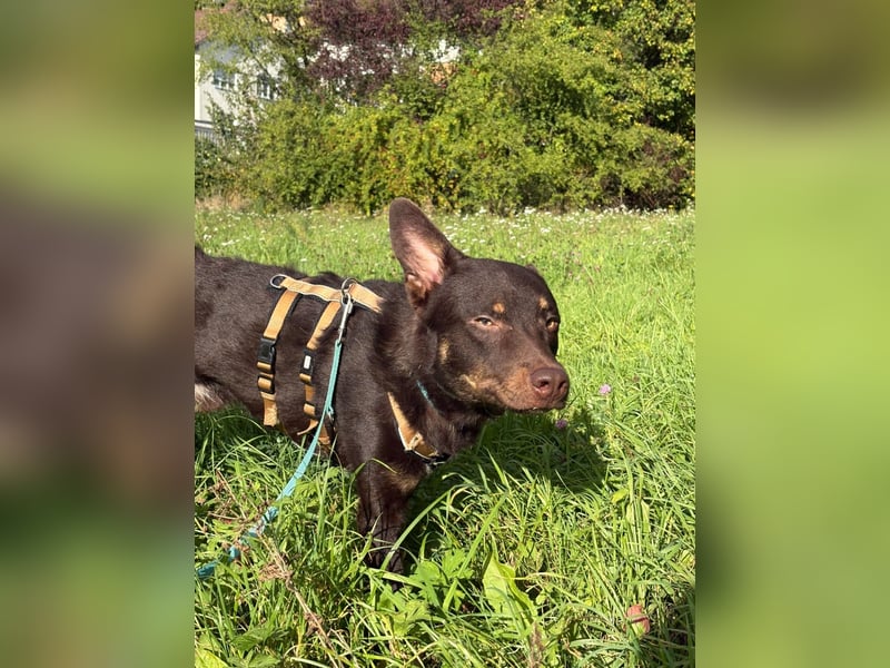 Pflege- oder Endstelle für aktiven Junghund COCO gesucht